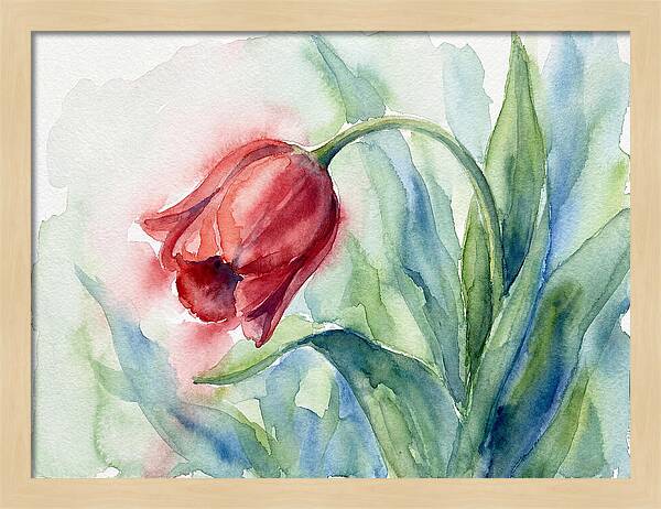 Vibrant Red Tulip