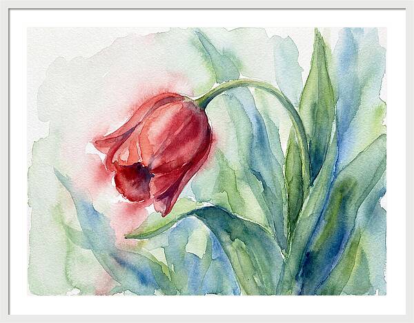 Vibrant Red Tulip