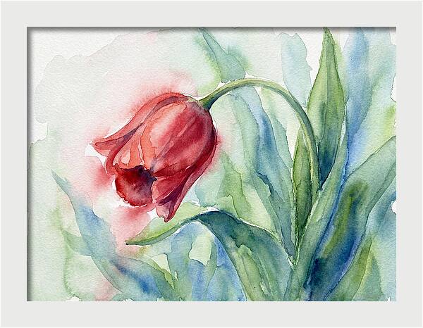 Vibrant Red Tulip
