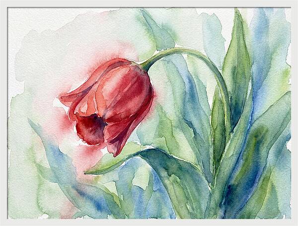 Vibrant Red Tulip