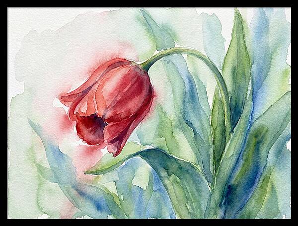 Vibrant Red Tulip