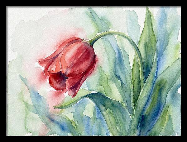 Vibrant Red Tulip