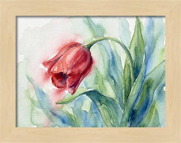 Vibrant Red Tulip