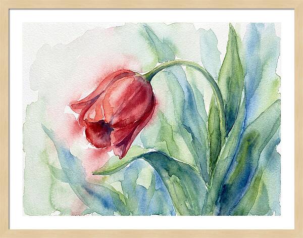 Vibrant Red Tulip