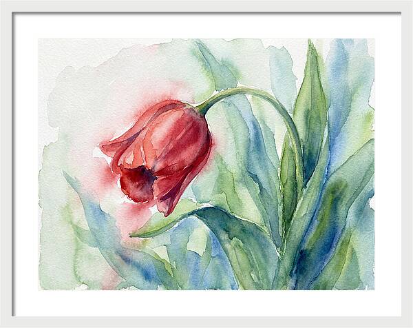 Vibrant Red Tulip