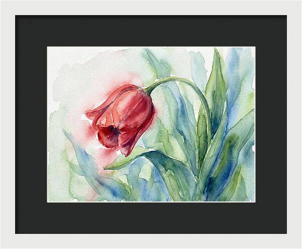 Vibrant Red Tulip