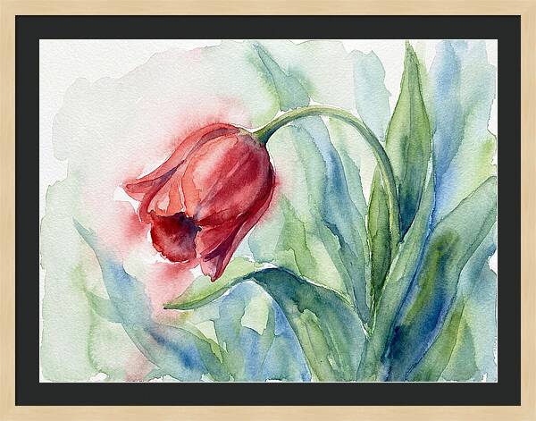 Vibrant Red Tulip