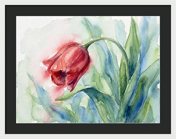 Vibrant Red Tulip