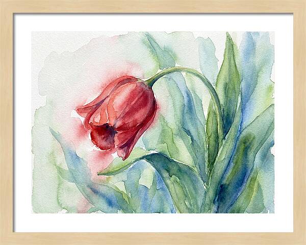 Vibrant Red Tulip