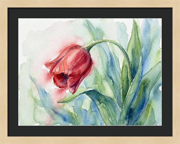 Vibrant Red Tulip