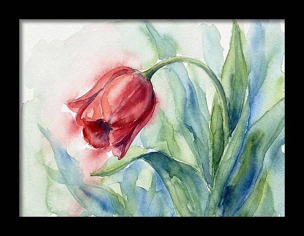 Vibrant Red Tulip