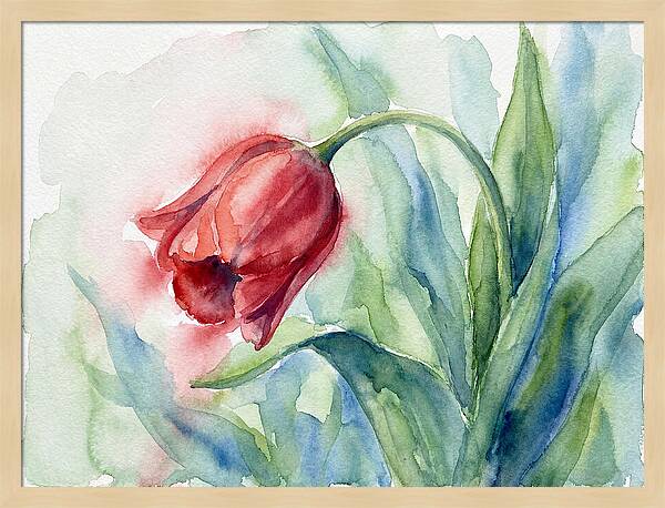 Vibrant Red Tulip