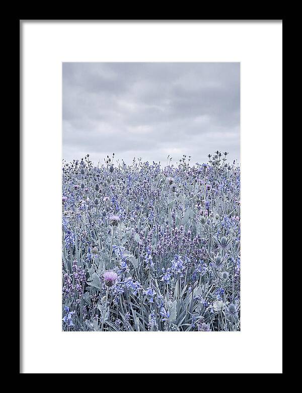 Vibrant Summer Meadow Blooms