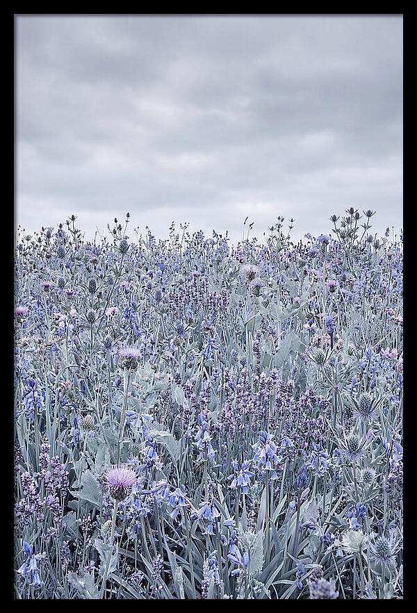 Vibrant Summer Meadow Blooms