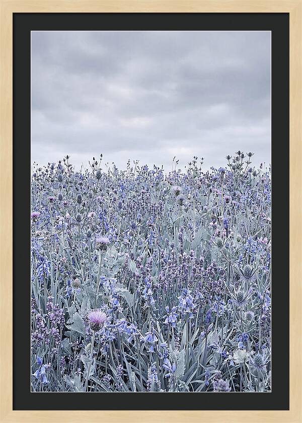Vibrant Summer Meadow Blooms