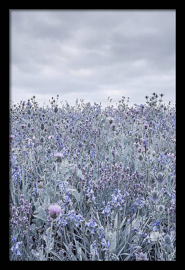 Vibrant Summer Meadow Blooms