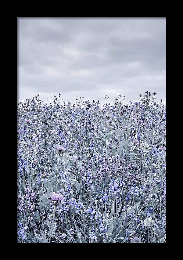 Vibrant Summer Meadow Blooms