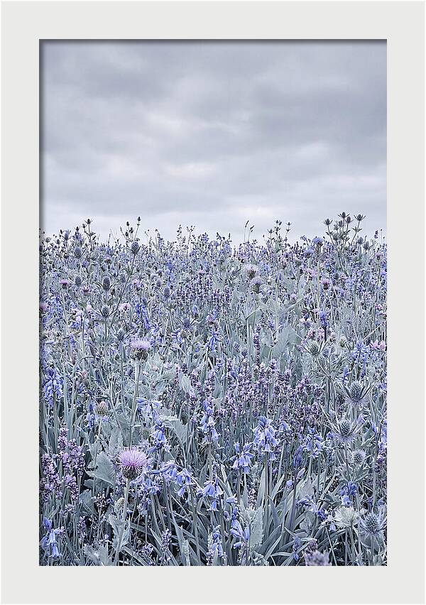 Vibrant Summer Meadow Blooms