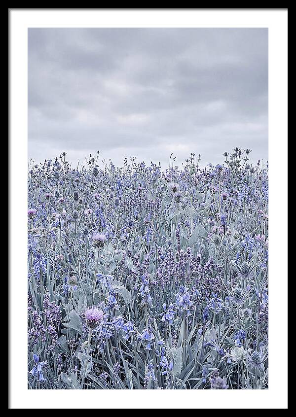Vibrant Summer Meadow Blooms