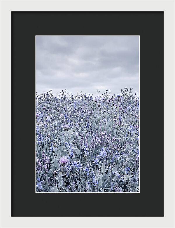 Vibrant Summer Meadow Blooms
