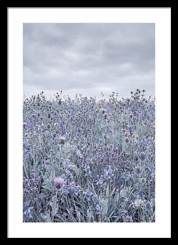 Vibrant Summer Meadow Blooms
