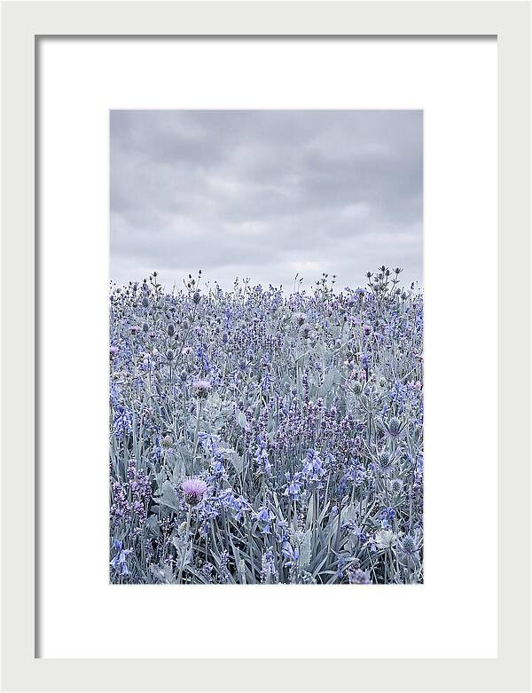 Vibrant Summer Meadow Blooms