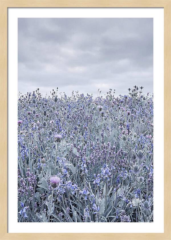Vibrant Summer Meadow Blooms