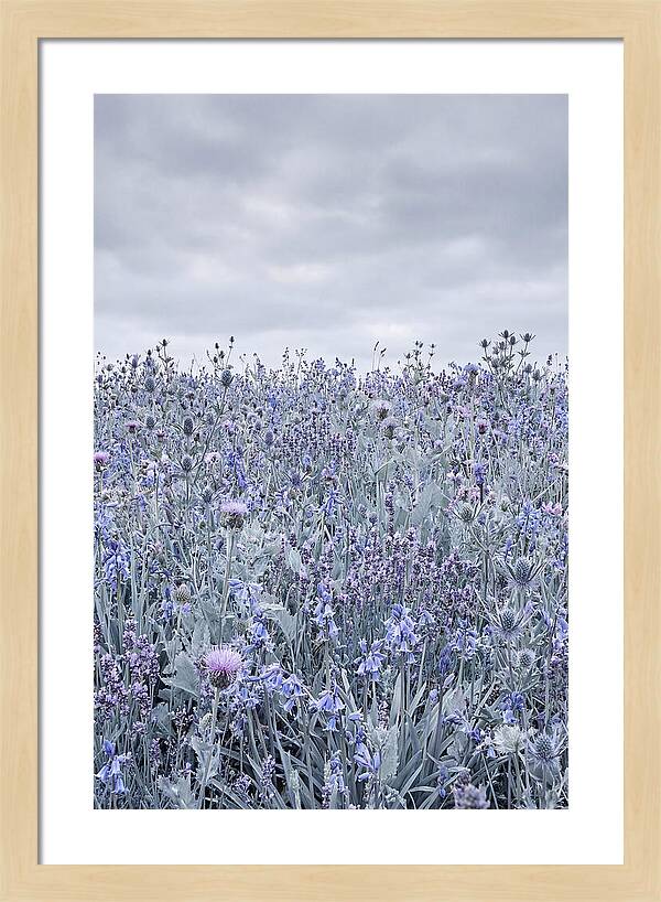 Vibrant Summer Meadow Blooms