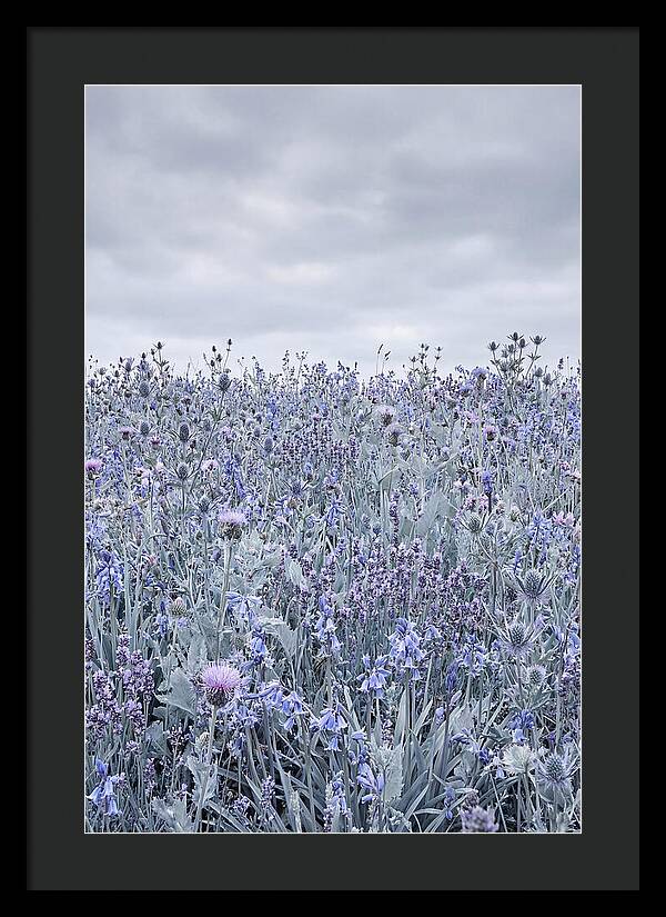 Vibrant Summer Meadow Blooms