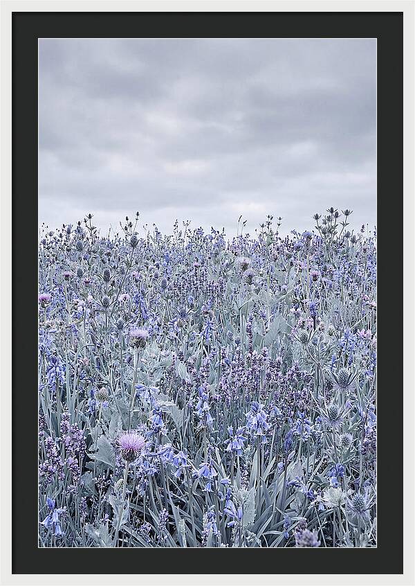 Vibrant Summer Meadow Blooms