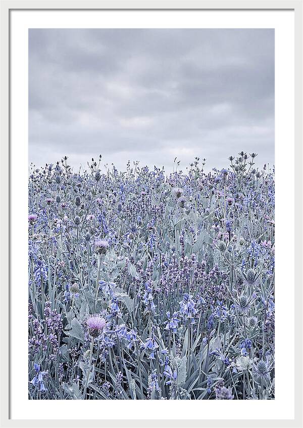 Vibrant Summer Meadow Blooms