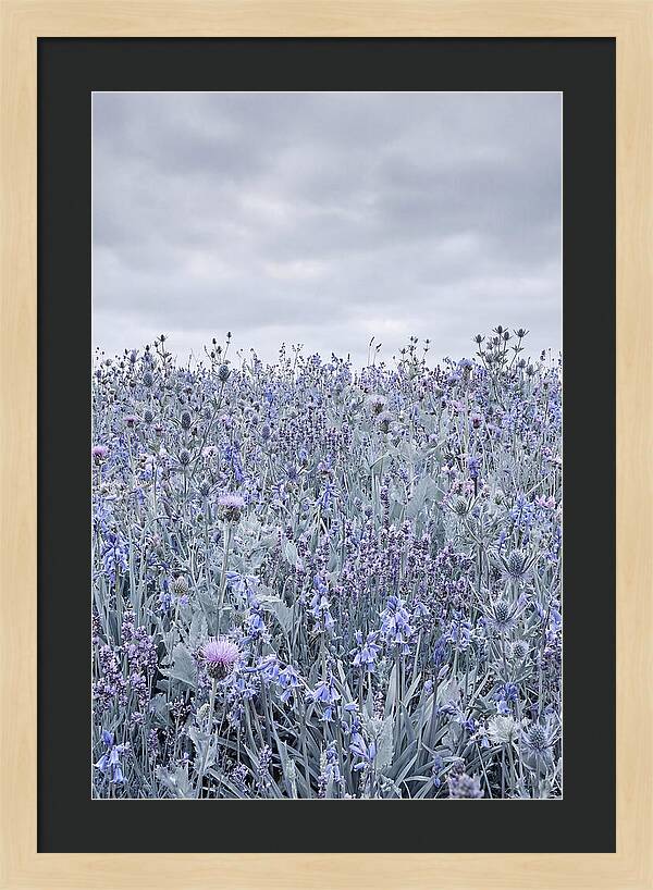 Vibrant Summer Meadow Blooms