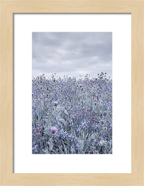 Vibrant Summer Meadow Blooms