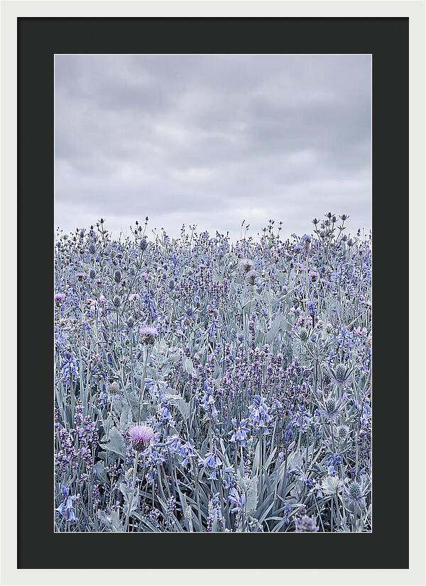 Vibrant Summer Meadow Blooms