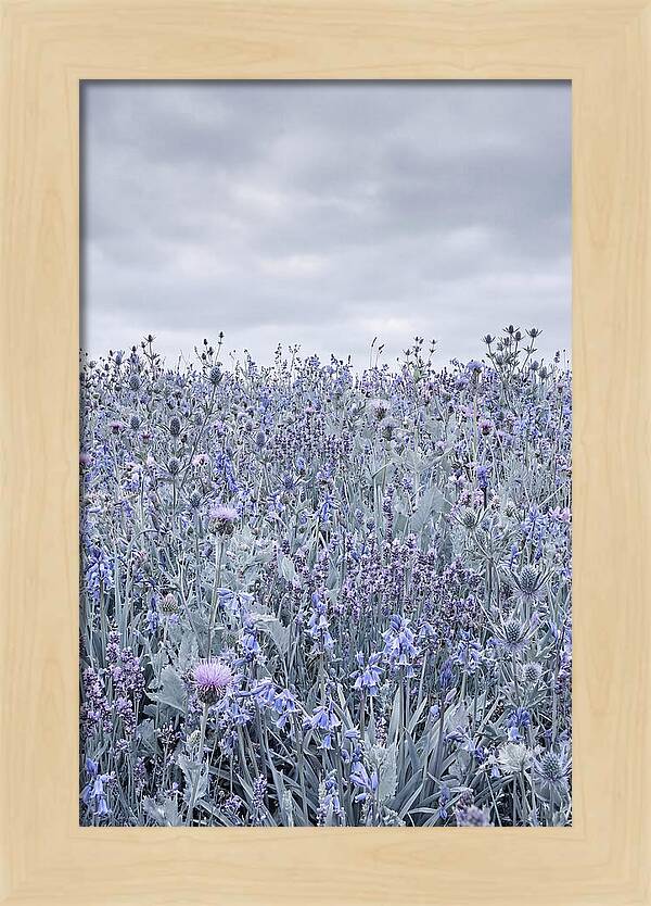 Vibrant Summer Meadow Blooms