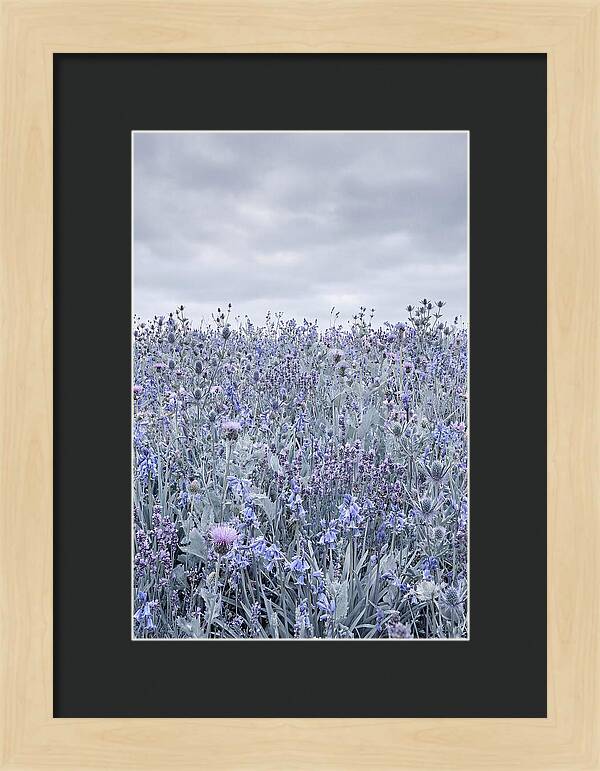 Vibrant Summer Meadow Blooms
