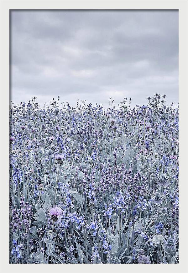 Vibrant Summer Meadow Blooms