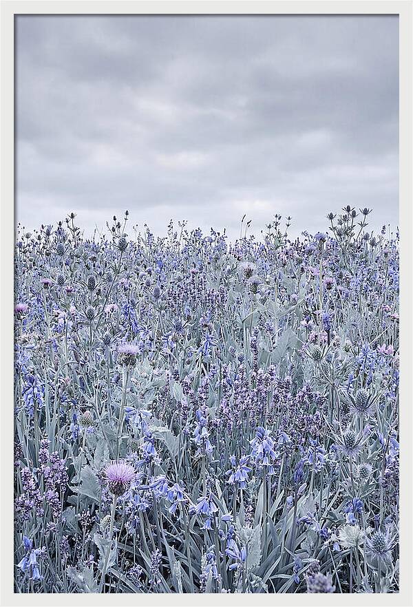 Vibrant Summer Meadow Blooms