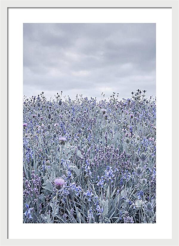 Vibrant Summer Meadow Blooms
