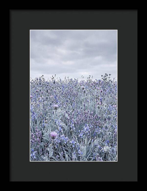 Vibrant Summer Meadow Blooms