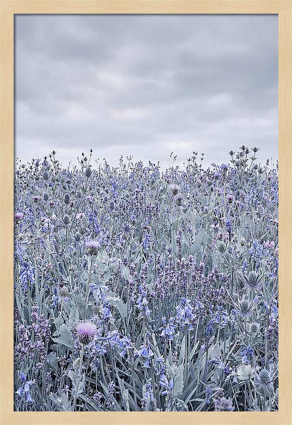 Vibrant Summer Meadow Blooms