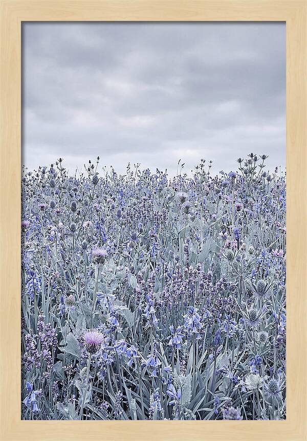 Vibrant Summer Meadow Blooms