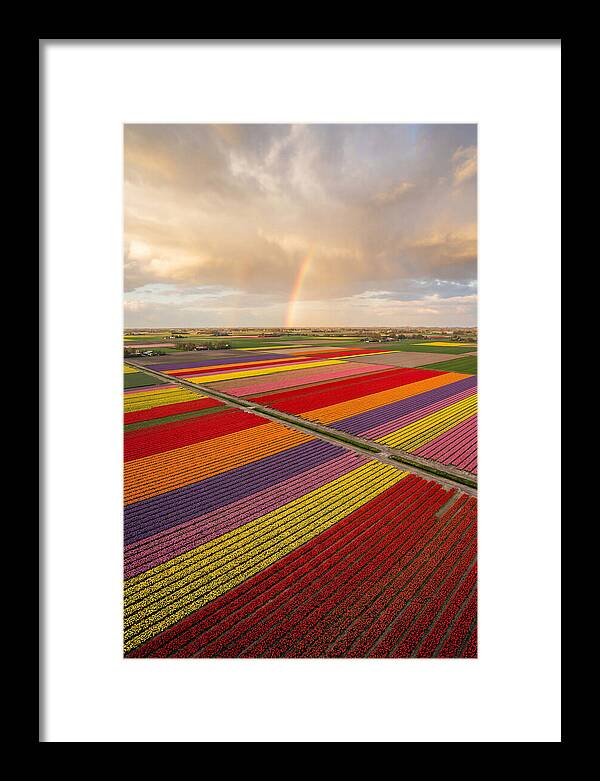 Vibrant Tulip Fields From Above