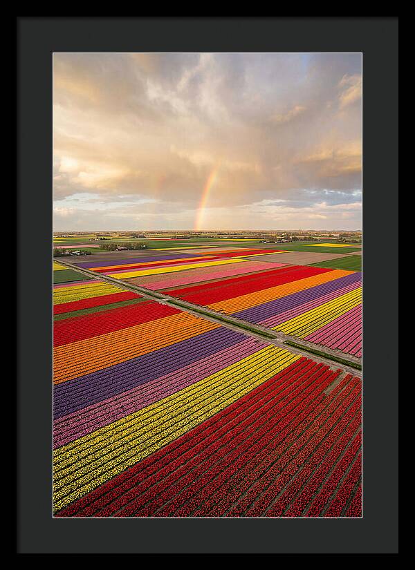 Vibrant Tulip Fields From Above
