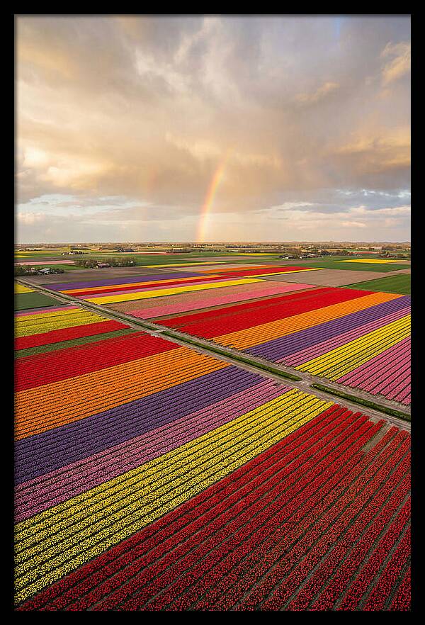 Vibrant Tulip Fields From Above