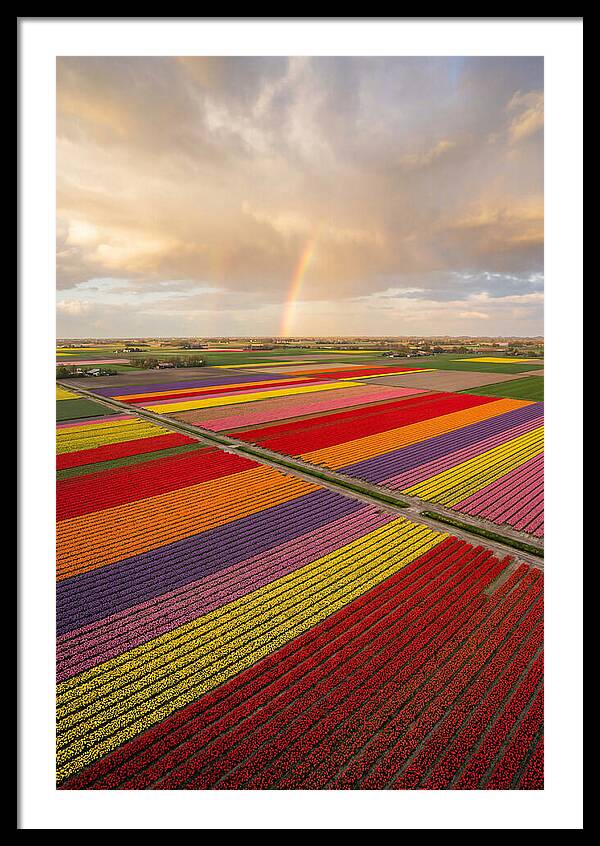 Vibrant Tulip Fields From Above