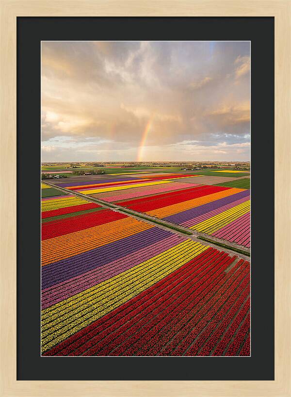 Vibrant Tulip Fields From Above