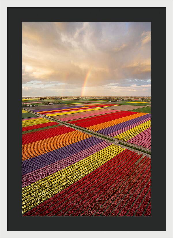 Vibrant Tulip Fields From Above