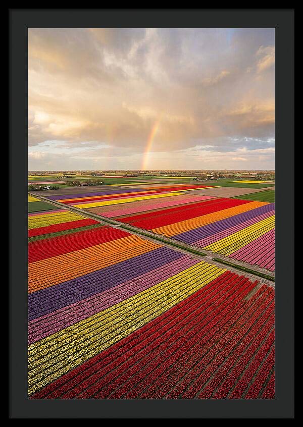Vibrant Tulip Fields From Above