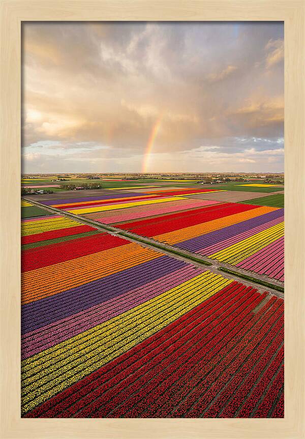 Vibrant Tulip Fields From Above
